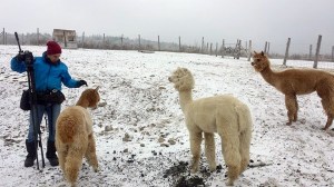 Élevage d'alpagas au froid! Photo: Cathy Chenard
